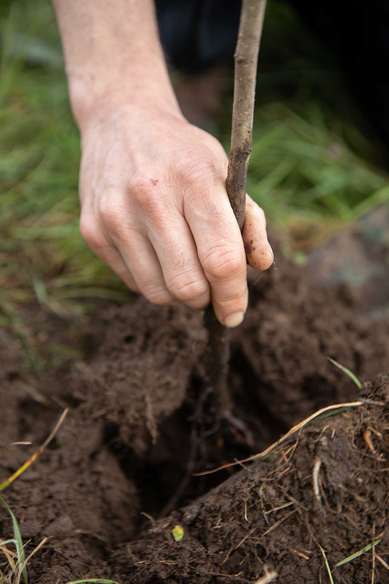 Planting a young sapling in the ground at our Somerset HQ